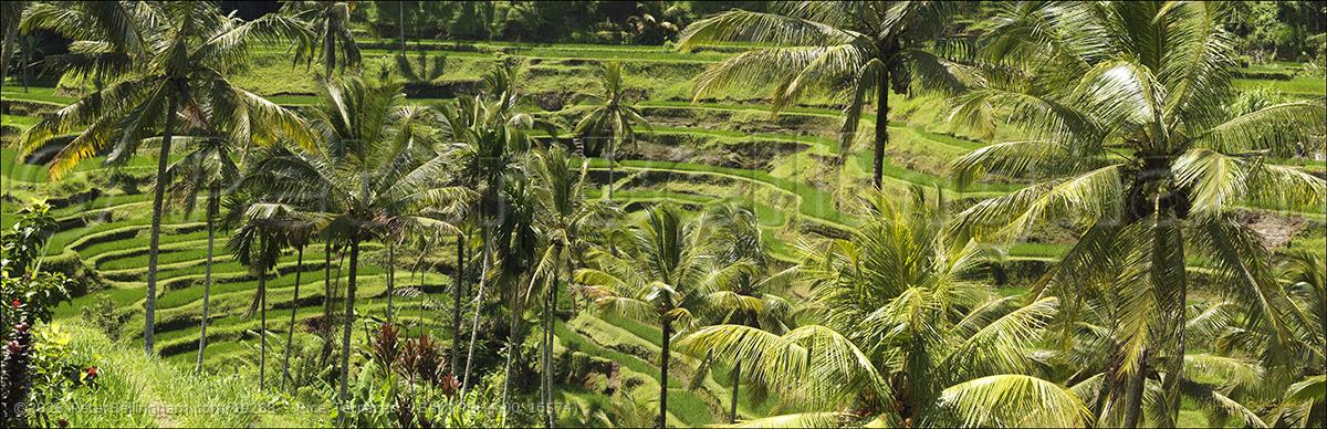 Peter Bellingham Photography Rice Terraces - Bali (PBH4 00 16574)